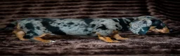 Miniature Dachshund dogs for sale: Stunning Mini Dachshunds. - Advert 5
