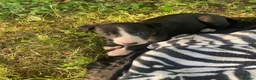 Whippet dogs for sale: 6 STUNNING WHIPPET PUPPIES - Advert 15