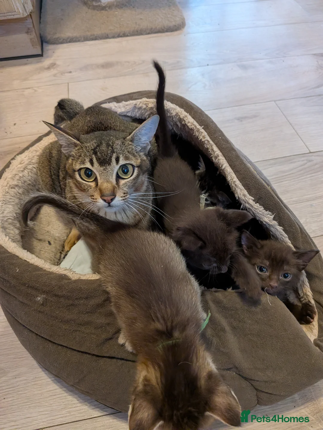 Mixed Breed cats for sale: Burmese Cross kittens - Advert 2