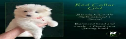 Samoyed dogs for sale: KC Registered Samoyeds from Proven Champion Lines - Advert 10