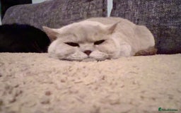 British Shorthair cats for sale: Lilac British Shorthair re-homing as only female  - Image 7