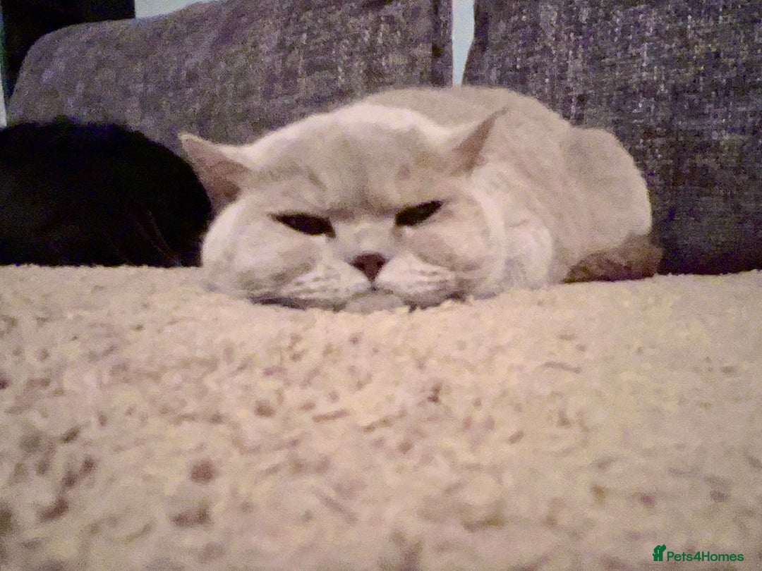 British Shorthair cats for sale: Lilac British Shorthair re-homing as only female  - Image 7