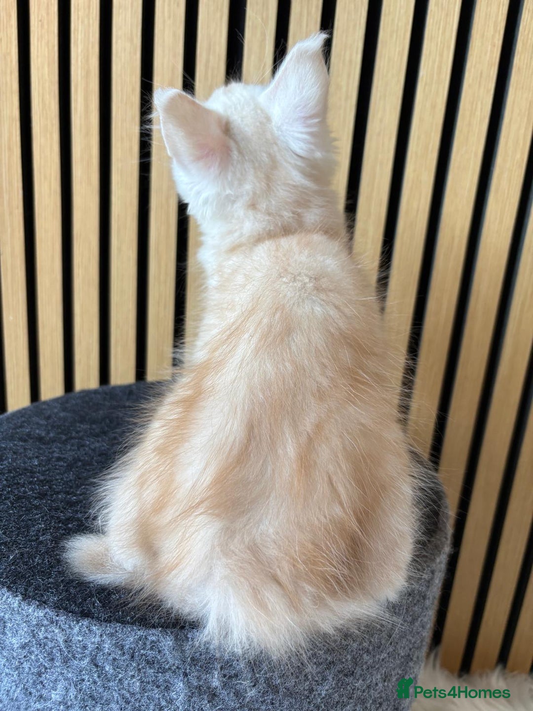 Maine Coon cats for sale: XL Maine Coon Kittens for Sale – TICA Reg - Advert 20