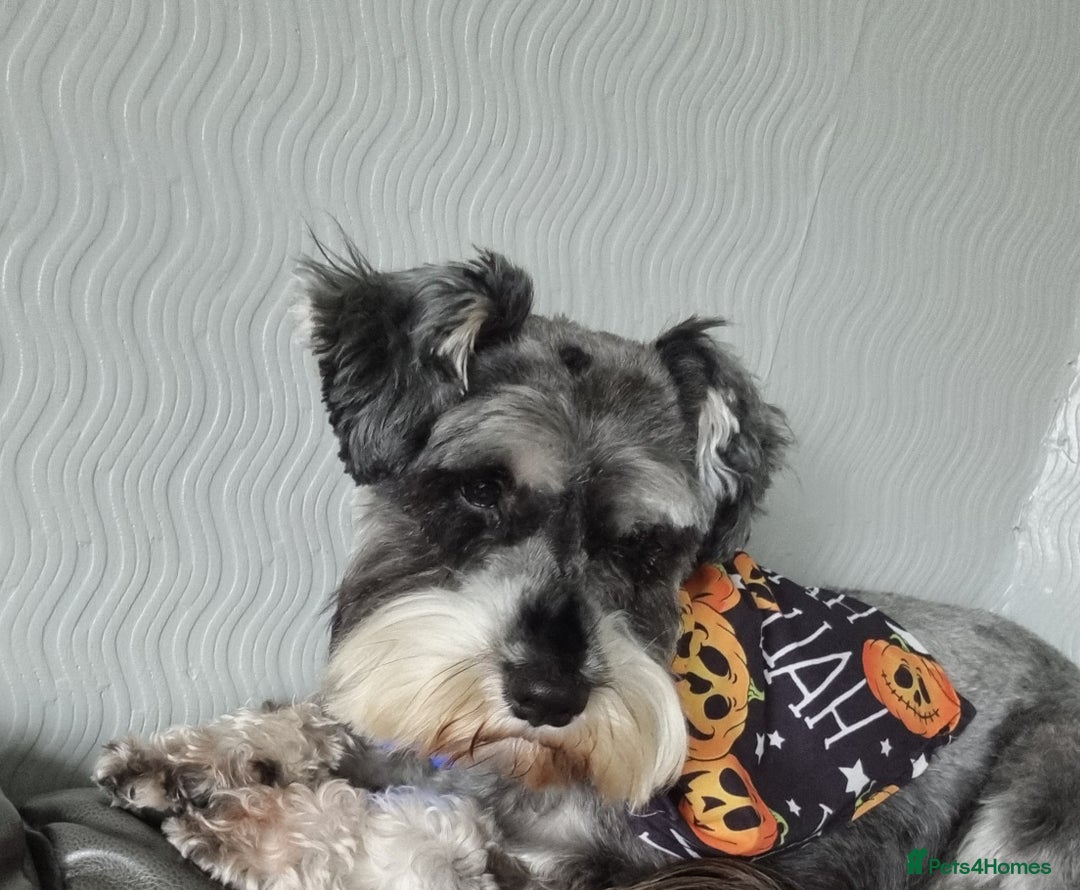 Miniature Schnauzer dogs for stud: stunning Kc registererd proven miniature schnauzer in Wolverhampton - Advert 16