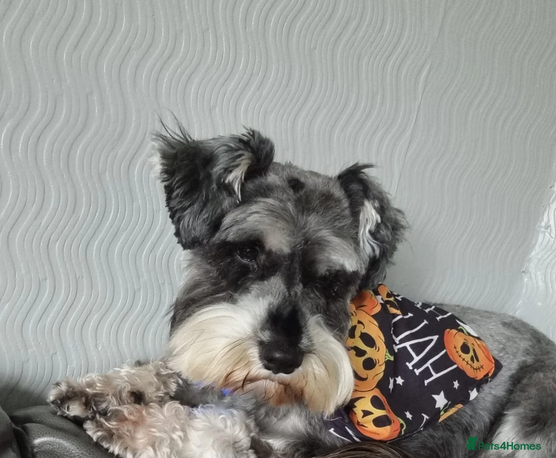 Miniature Schnauzer dogs for stud: stunning Kc registererd proven miniature schnauzer in Wolverhampton - Advert 16