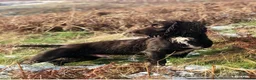 Sprocker dogs for sale: Sprocker puppies  - Advert 2