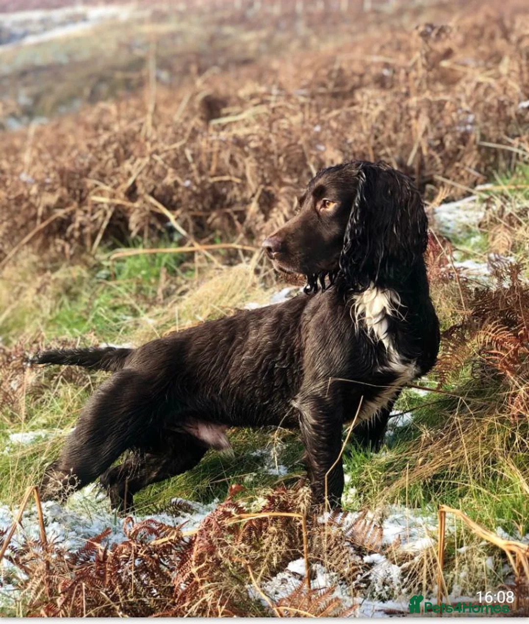 Sprocker dogs for sale: Sprocker puppies  - Advert 2
