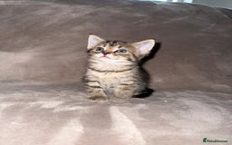 Maine Coon cats for sale: Maine coon x Russian Blue - Image 16