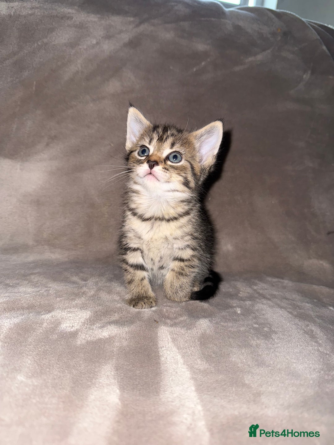 Maine Coon cats for sale: Maine coon x Russian Blue - Image 16