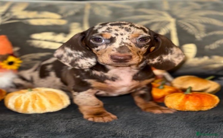 Miniature Dachshund dogs - Advert 3