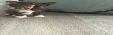 Mixed Breed Kitten 5