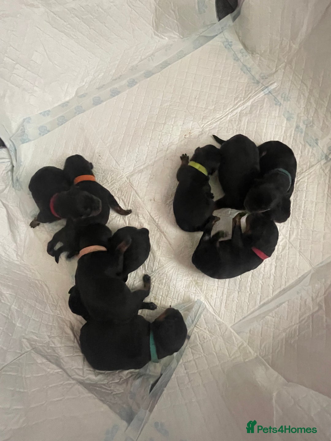 Rottweiler dogs for sale: 11 Chucky Rottweiler puppies for sale  - Image 16