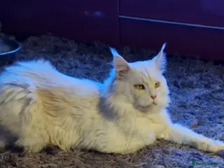 Maine Coon cats Gorgeous Maine Coon boy - Advert 2