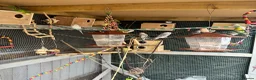Budgerigars birds for sale: Colourful Budgies – Males & Females – £35 Each in Chelmsford - Advert 7