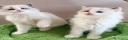 Ragdoll cats for sale: Stunning champion line Ragdoll kittens - Advert 8