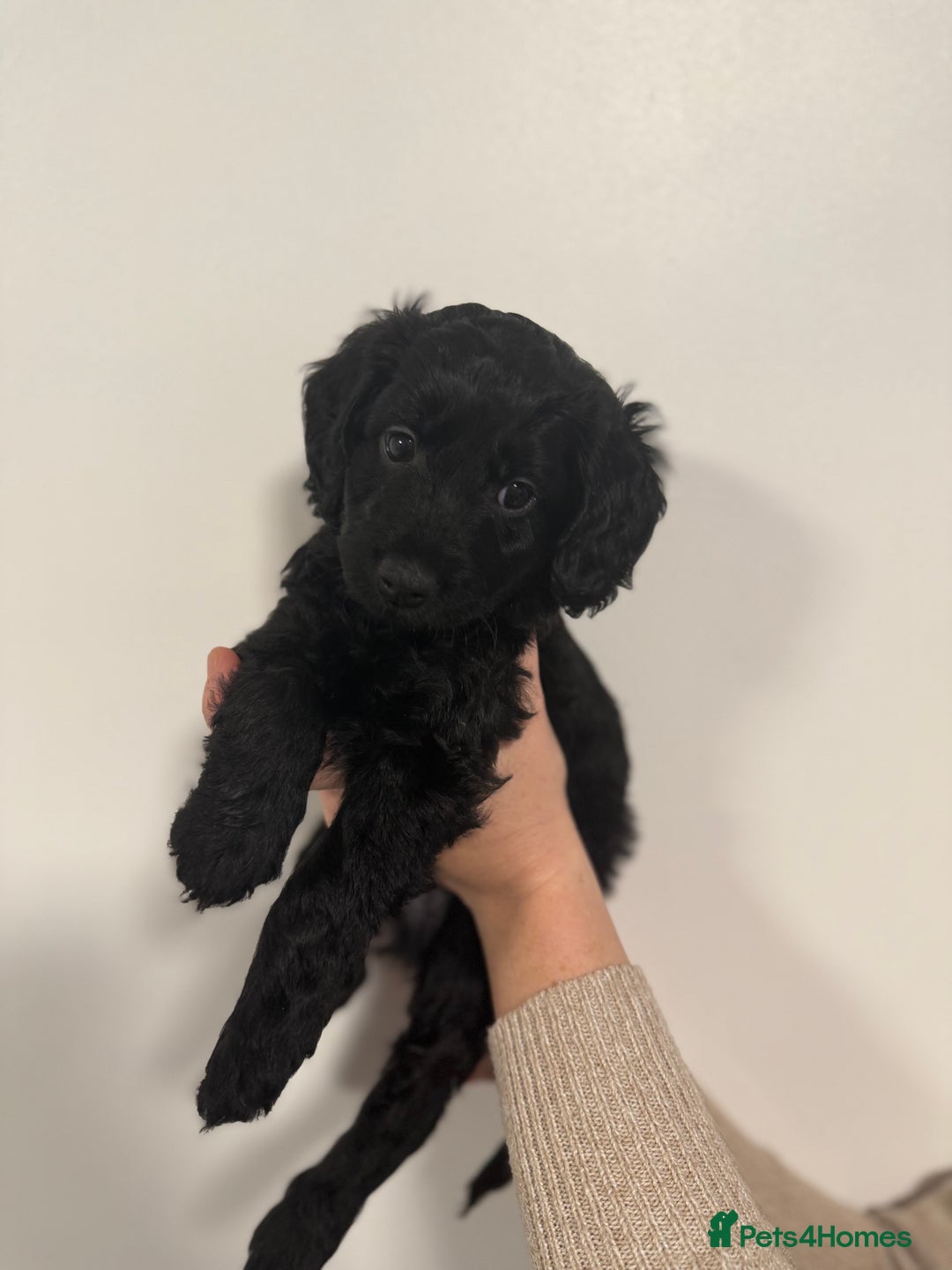 Cockapoo dogs for sale: 4 beautiful F2 Boy Cockapoos  - Advert 5