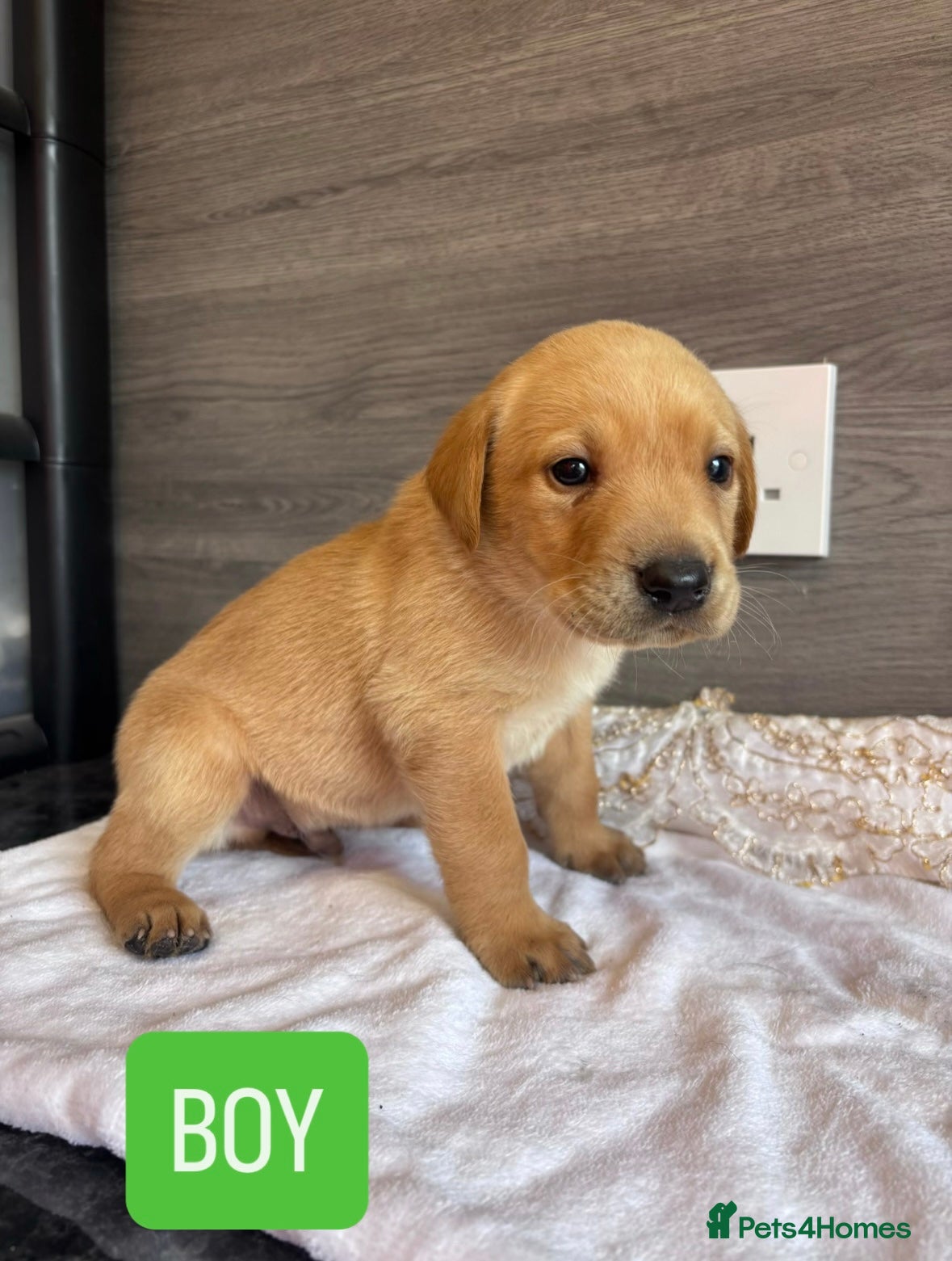 Labrador Retriever dogs KC LABRADOR PUPPIES - Advert 8