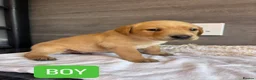 Labrador Retriever dogs for sale: KC LABRADOR PUPPIES - Advert 9