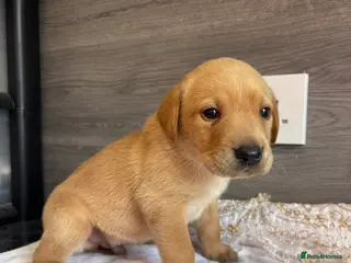 Labrador Retriever dogs KC LABRADOR PUPPIES - Advert 1