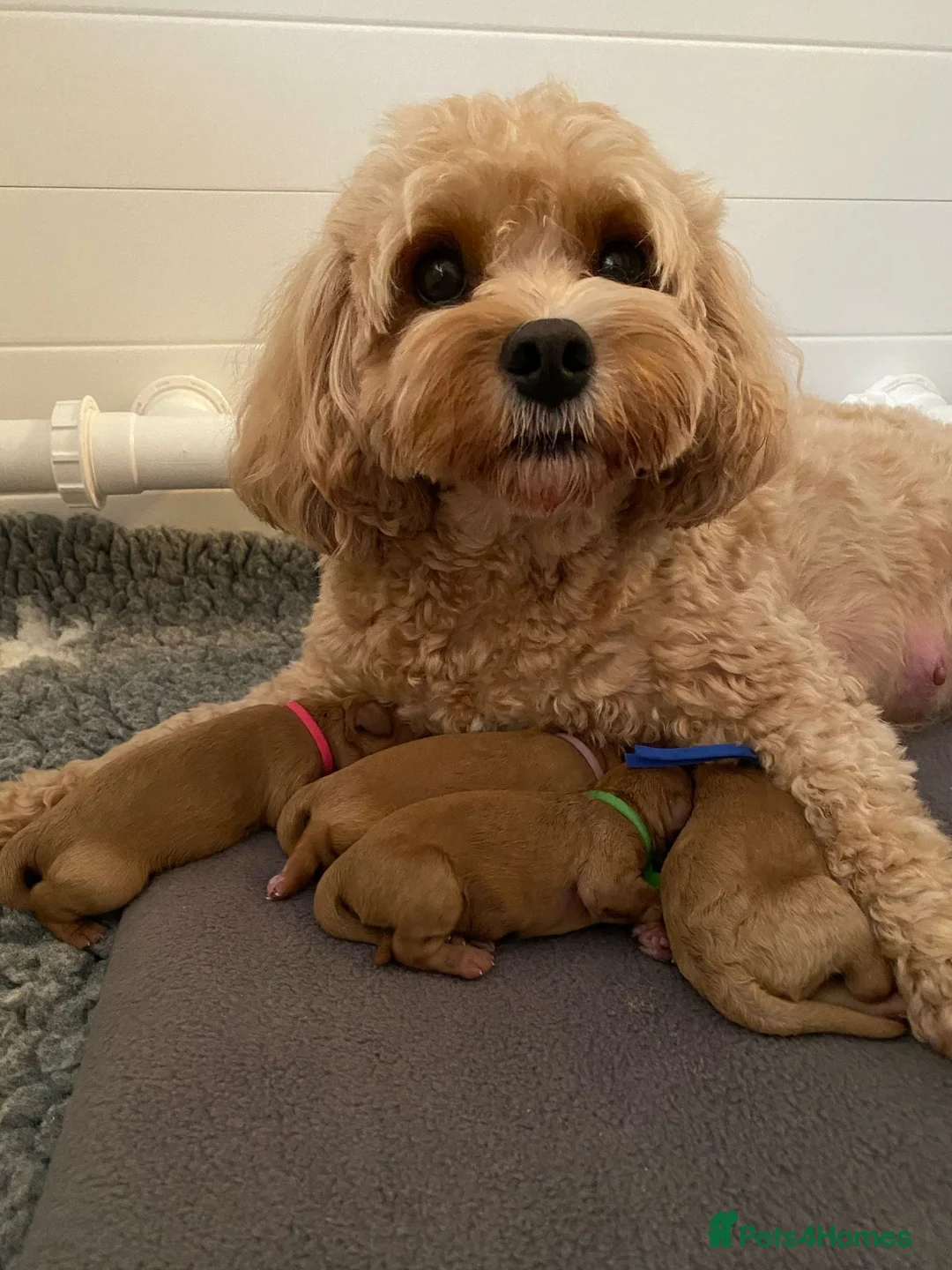 Miniature Poodle dogs for stud: Miniature red poodle stud  in Maidstone - Advert 5