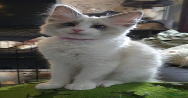 Ragdoll cats - Advert 12