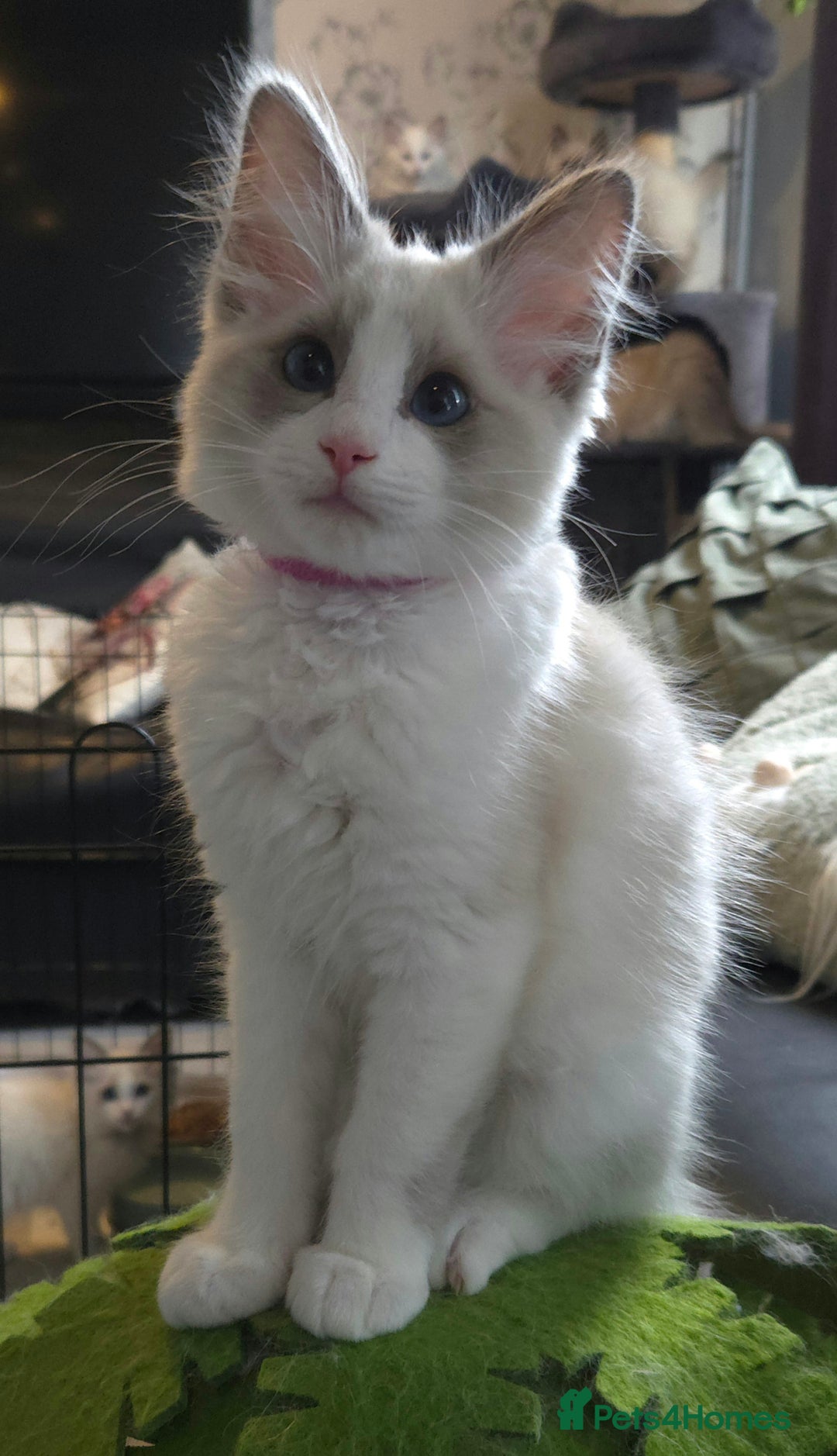 Ragdoll cats for sale: Gccf registered pedigree ragdoll kittens  - Image 2