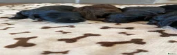 Cockapoo dogs for sale: 6 stunning F1 cockapoo puppies, black and browns  - Advert 4