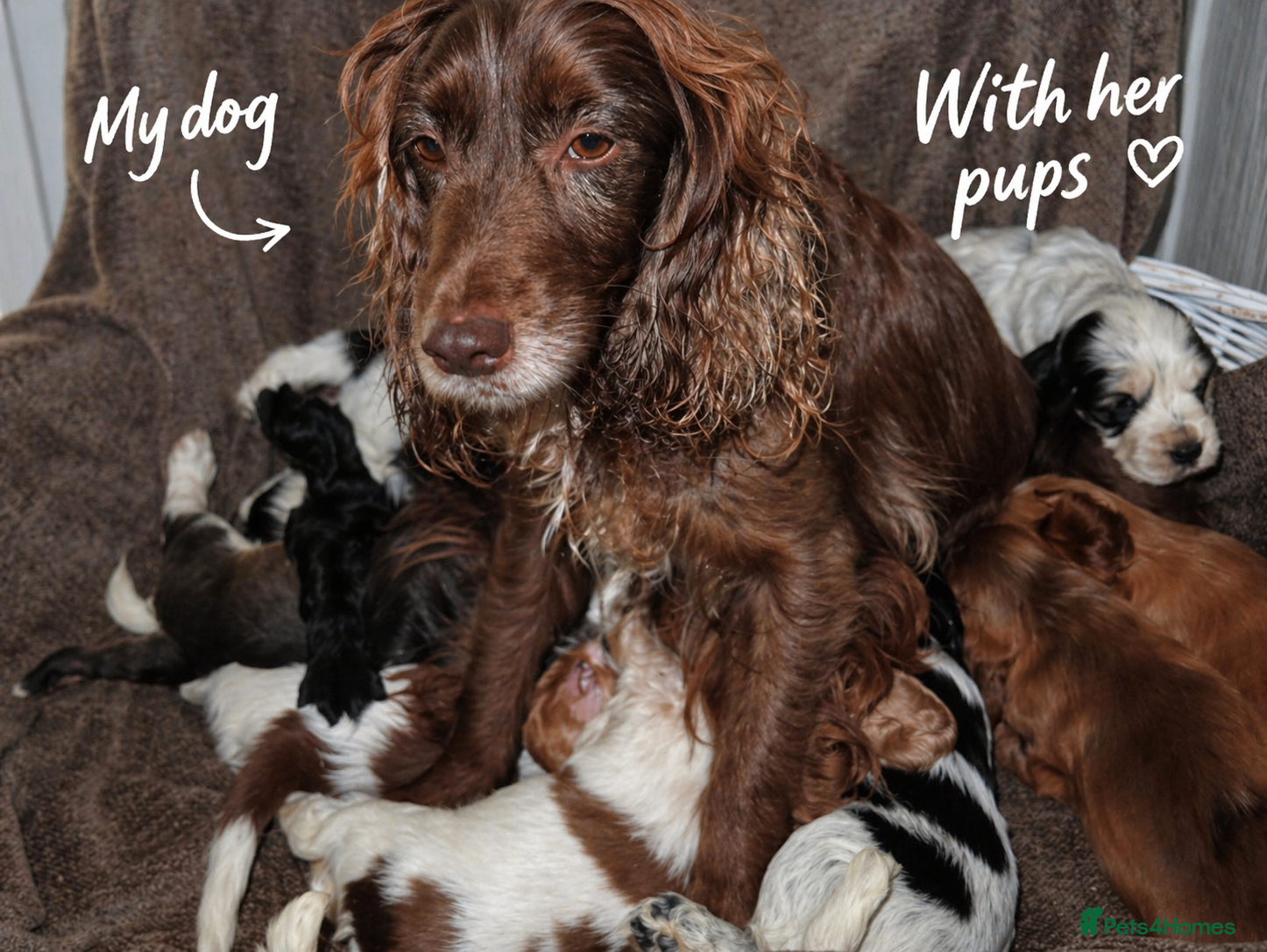 Cocker Spaniel dogs ⭐️⭐️Show type cocker spaniel puppies⭐️⭐️ - Advert 13
