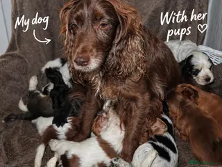Cocker Spaniel dogs ⭐️⭐️Show type cocker spaniel puppies⭐️⭐️ - Advert 1