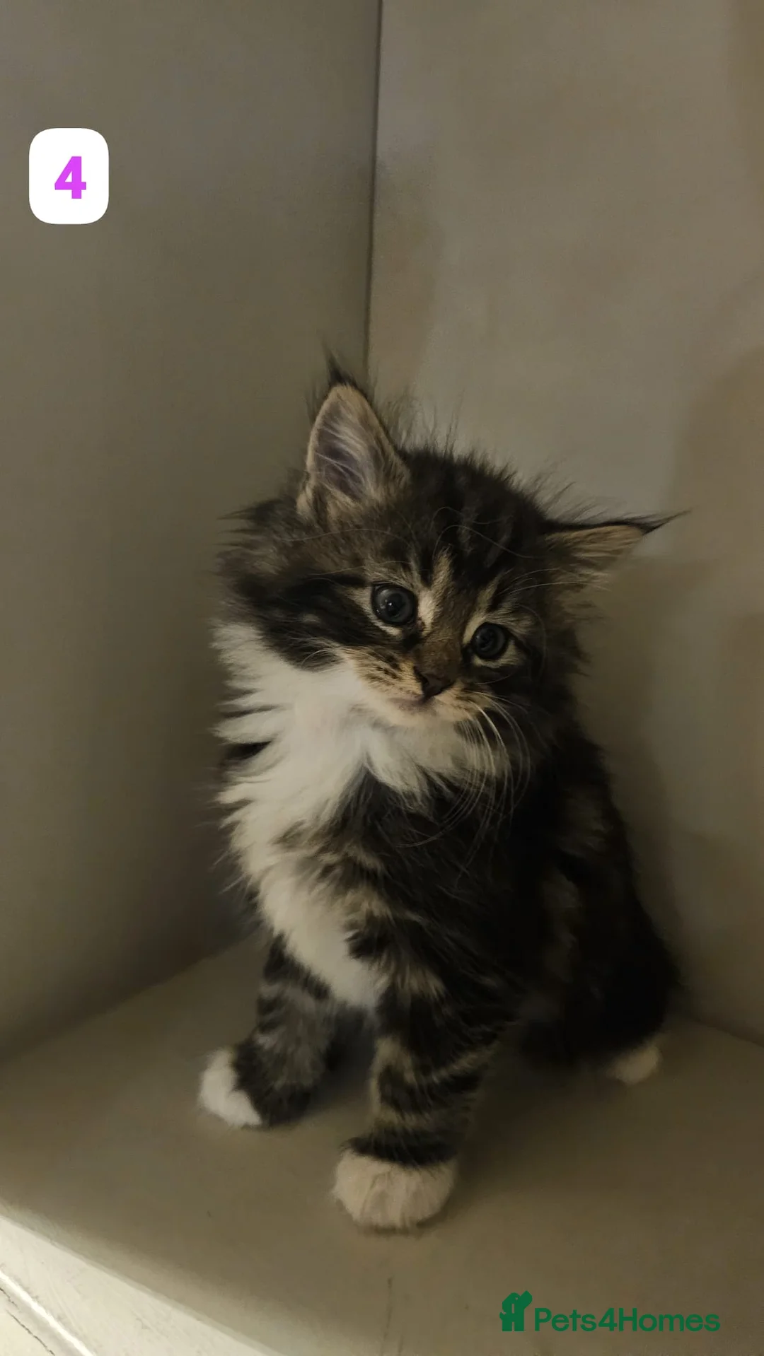 Maine Coon cats for sale: 7 Beautiful Maine Coon x Kittens - Advert 8