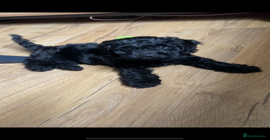 Cockapoo dogs - Advert 14