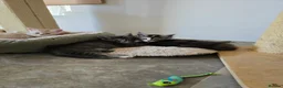 Maine Coon cats for sale: Maine coon kittens in Immingham - Advert 2