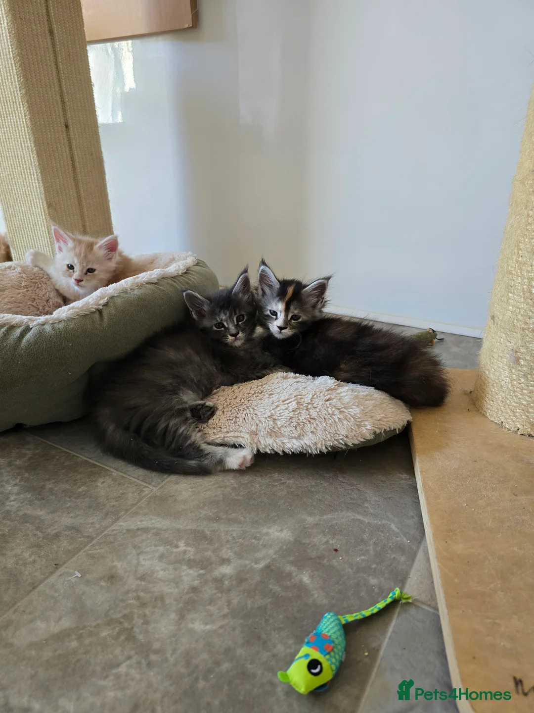 Maine Coon cats for sale: Maine coon kittens in Immingham - Advert 2