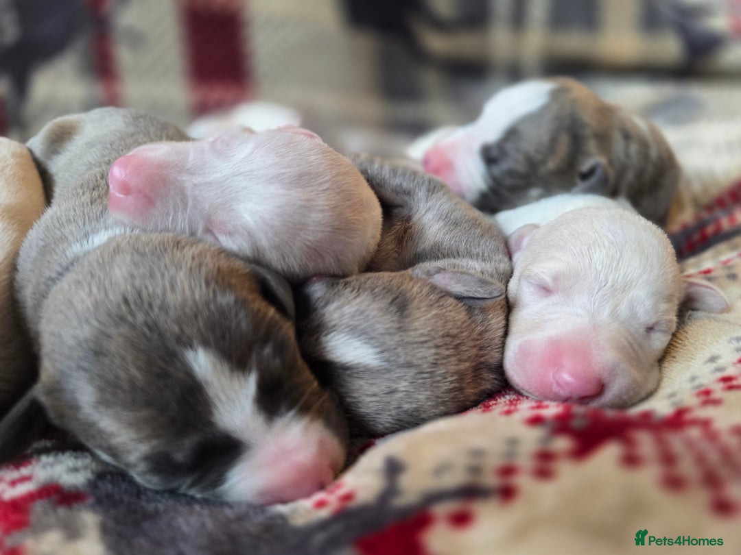 Whippet dogs for sale: KC Registered Small Whippet Puppies - Advert 9