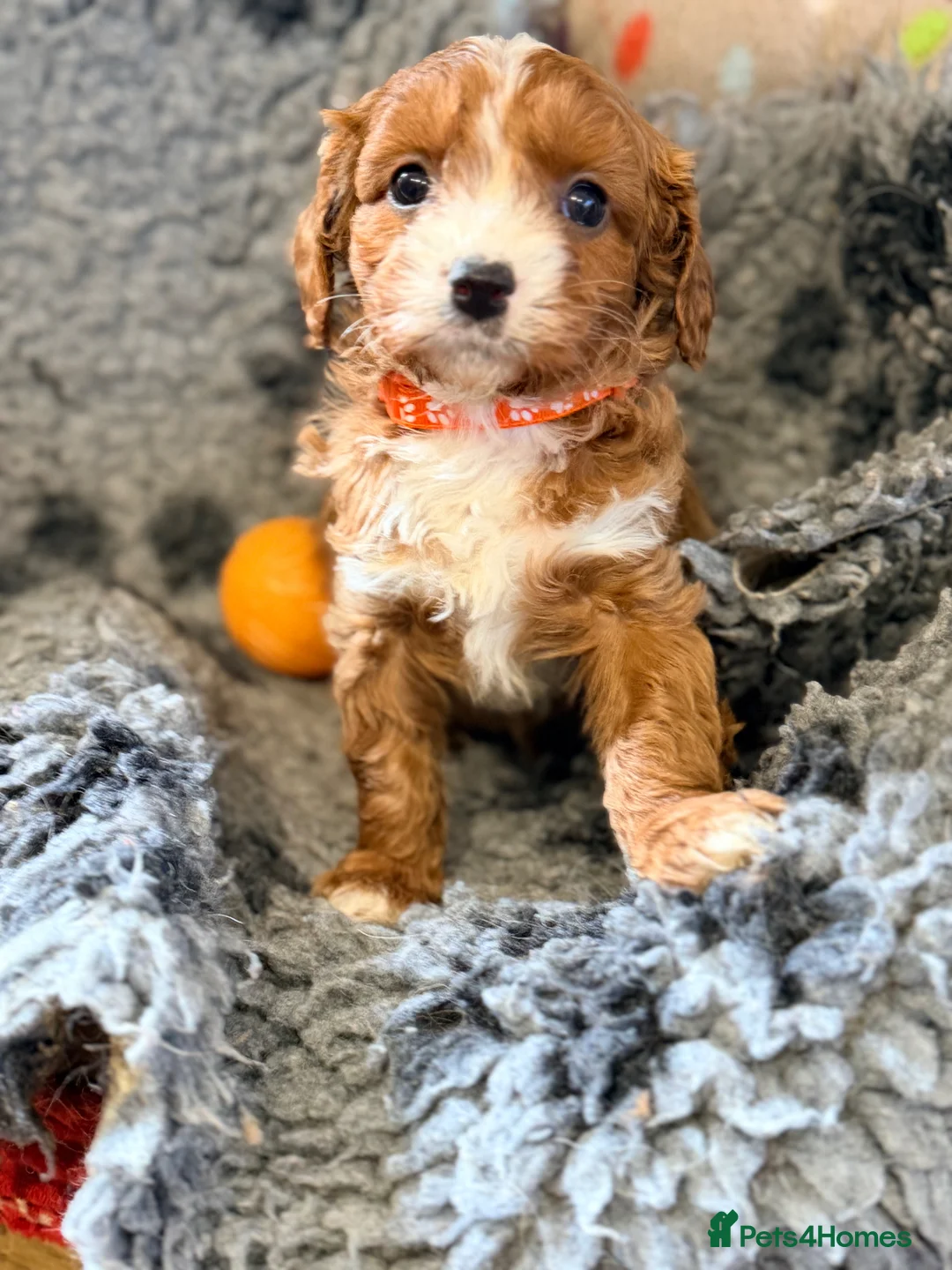 Cavapoo dogs for sale: H/T Fox Red F1 Male Cavapoo Puppies - Advert 16