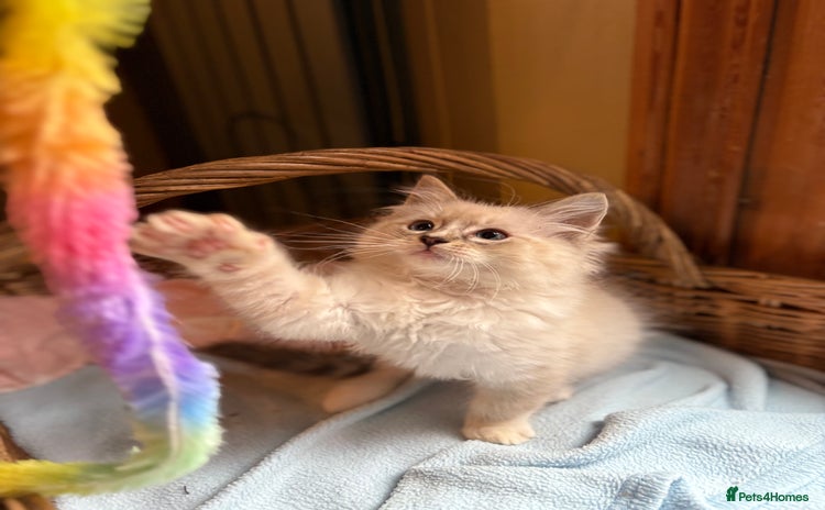 Ragdoll cats - Advert 4