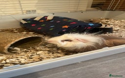 Guinea Pig rodents for sale: Both male guinea pigs a year old  - Image 1