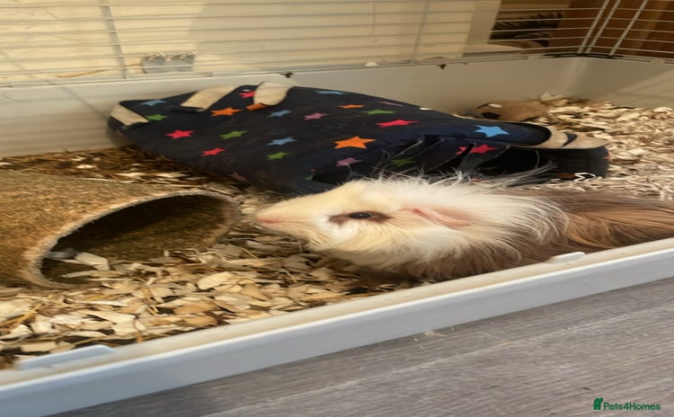 Guinea Pig rodents - Advert 1