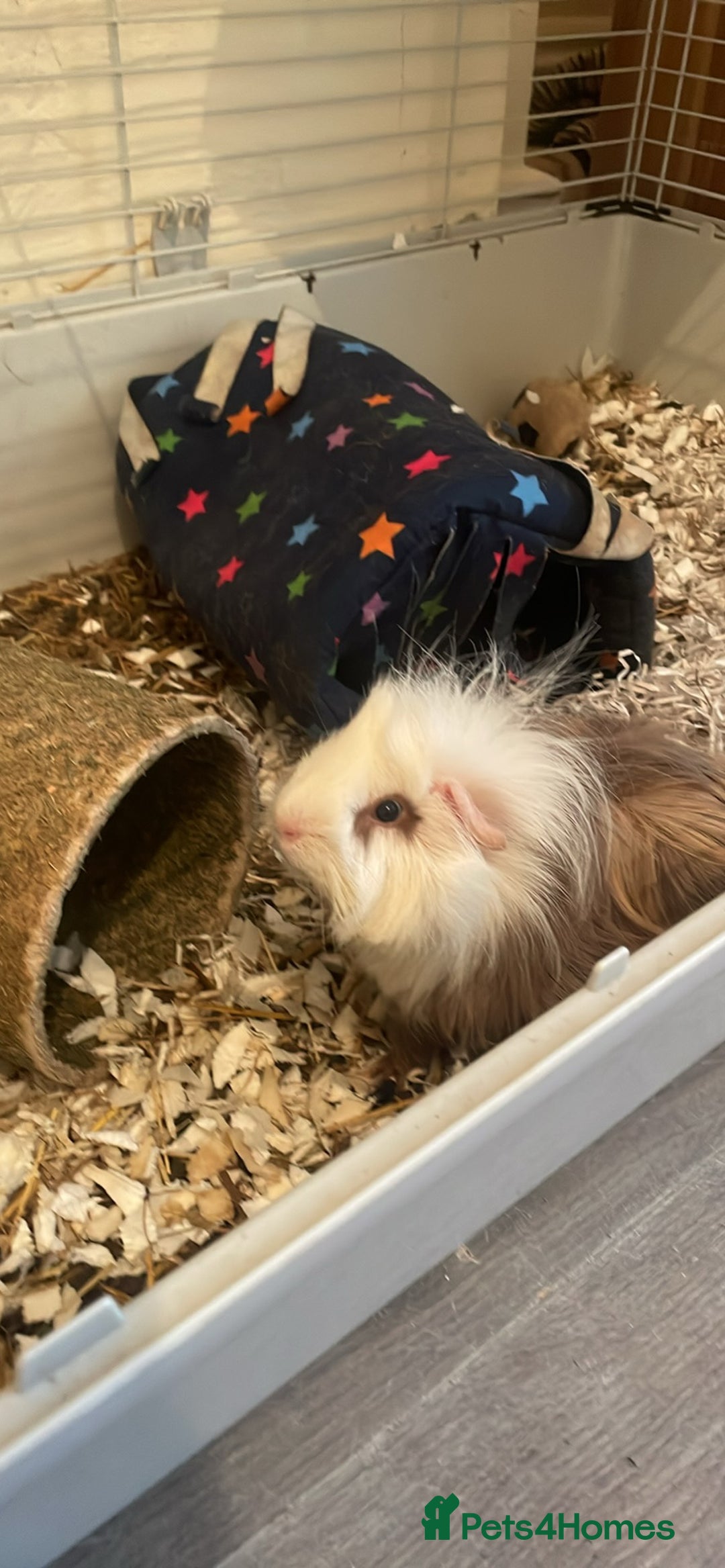 Guinea Pig rodents for sale: Both male guinea pigs a year old  - Image 1
