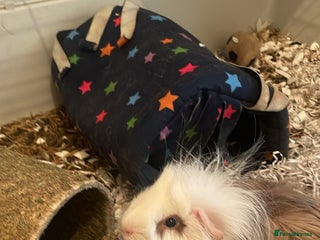 Guinea Pig rodents - Advert 13