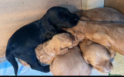 Cockapoo dogs for sale: 8 gorgeous Cockapoos  - Image 14