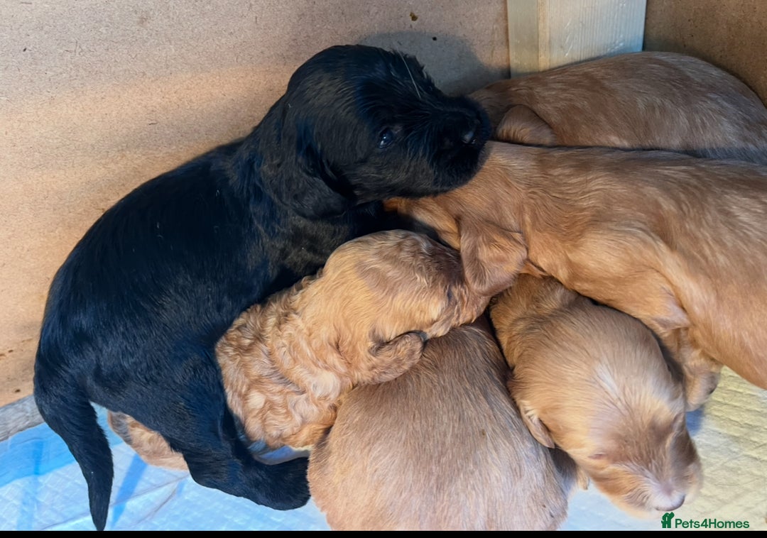 Cockapoo dogs for sale: 8 gorgeous Cockapoos  - Image 14