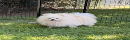Pomeranian dogs for adoption: 🐾 RICHARD – Male Pomeranian 🐾 - Advert 5