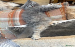 Persian cats for sale: Grey Persian Kittens  - Image 2