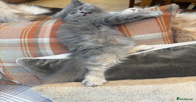 Persian cats - Advert 2