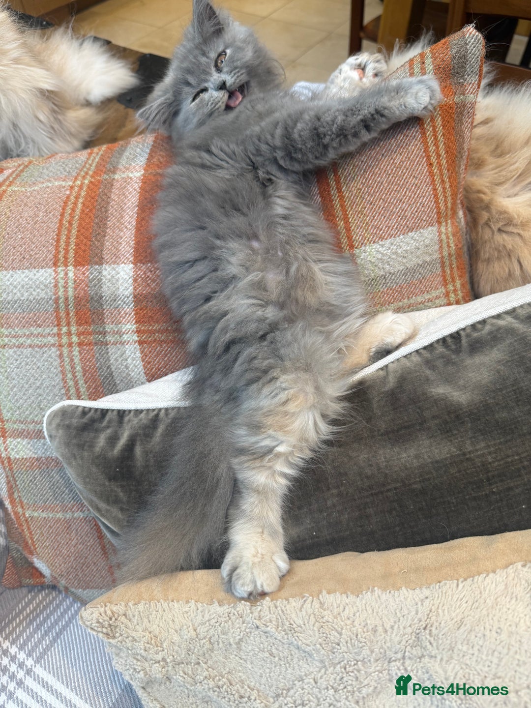 Persian cats for sale: Grey Persian Kittens  - Image 2