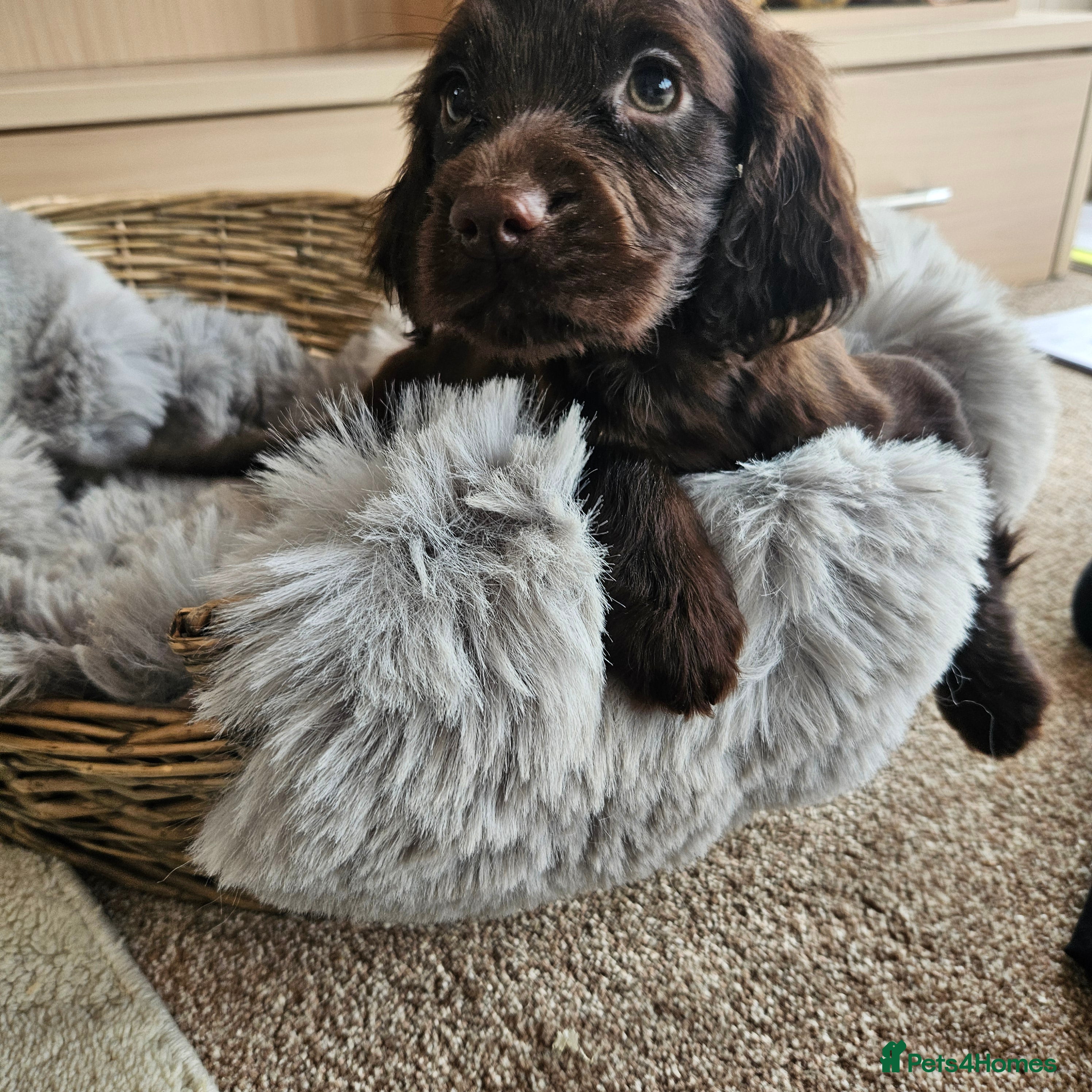 Cocker Spaniel dogs Working Type Cocker Spaniels - Advert 2