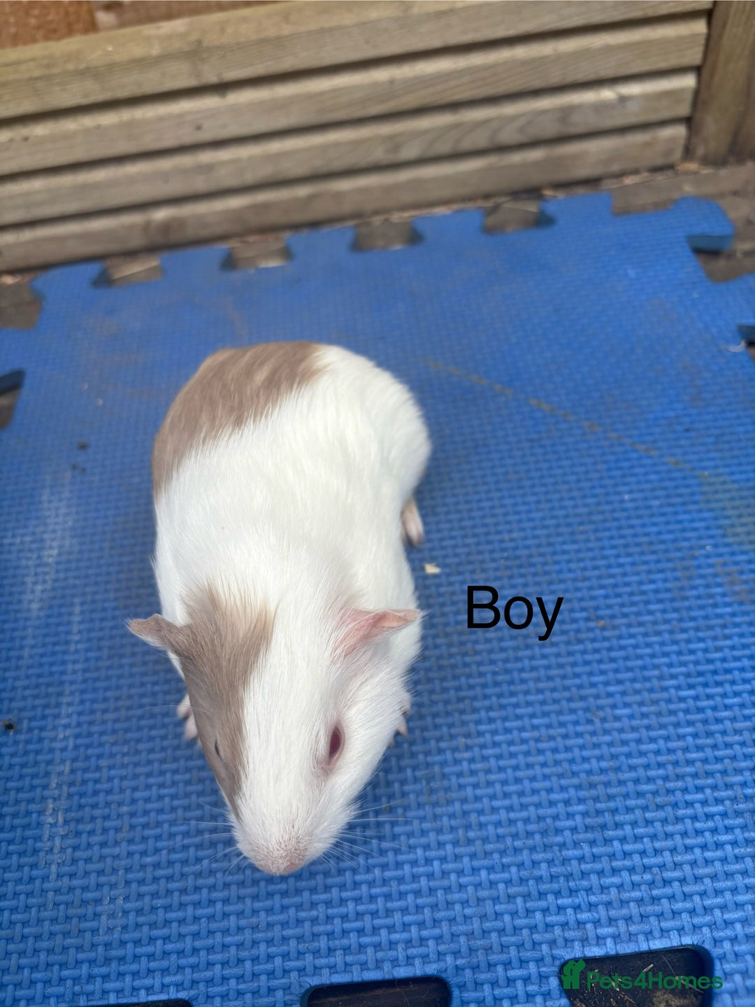 Guinea Pig rodents for sale: Ready 20th August gorgeous guinea pigs - Image 5