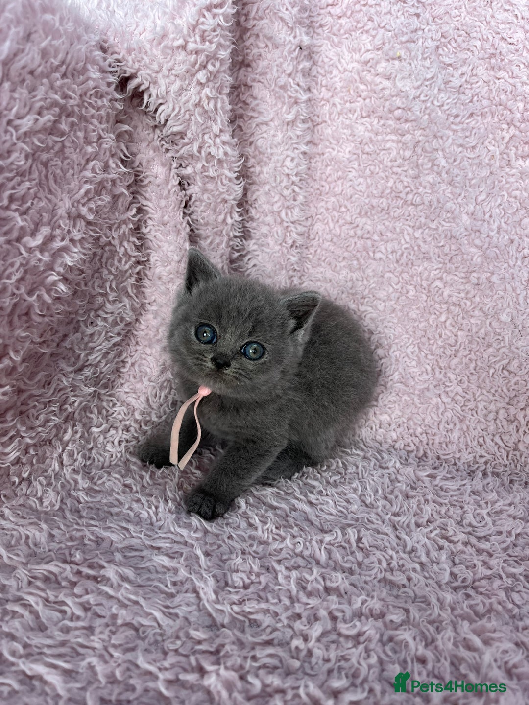 British Shorthair cats for sale: **5 Chunky pure breed BSH Kittens for sale** - Image 14