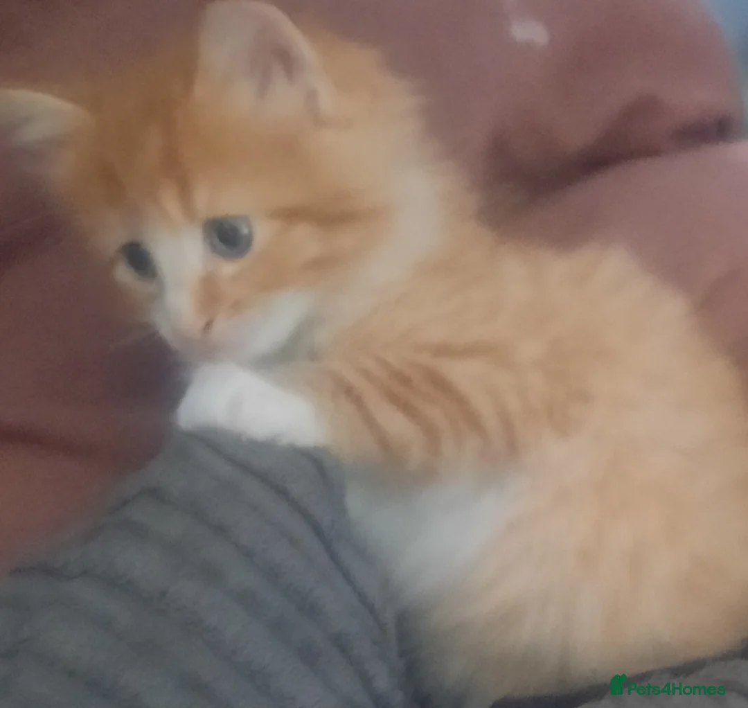 Mixed Breed cats for sale: Ginger kitten - Advert 9